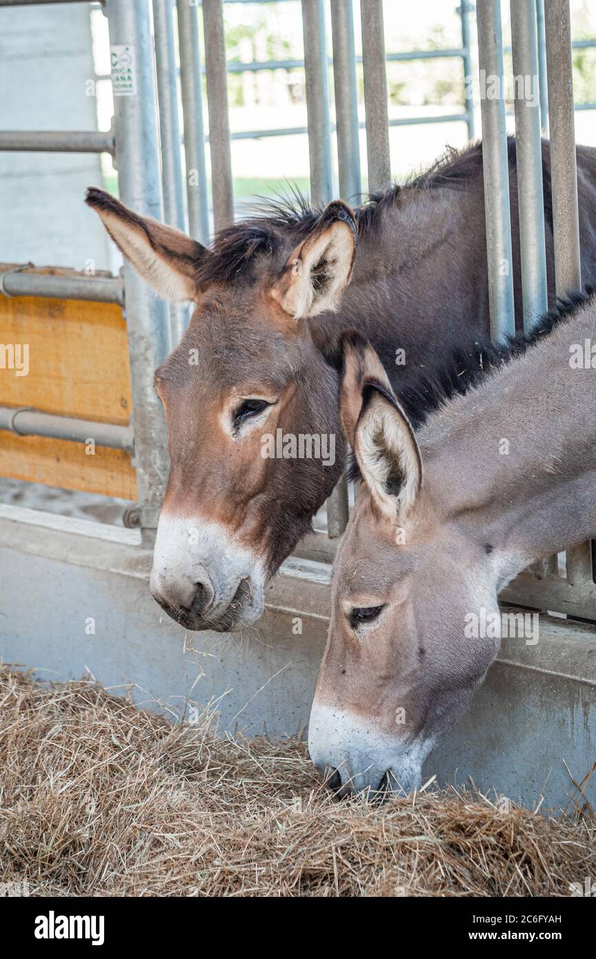 Donkey romagna hires stock photography and images Alamy