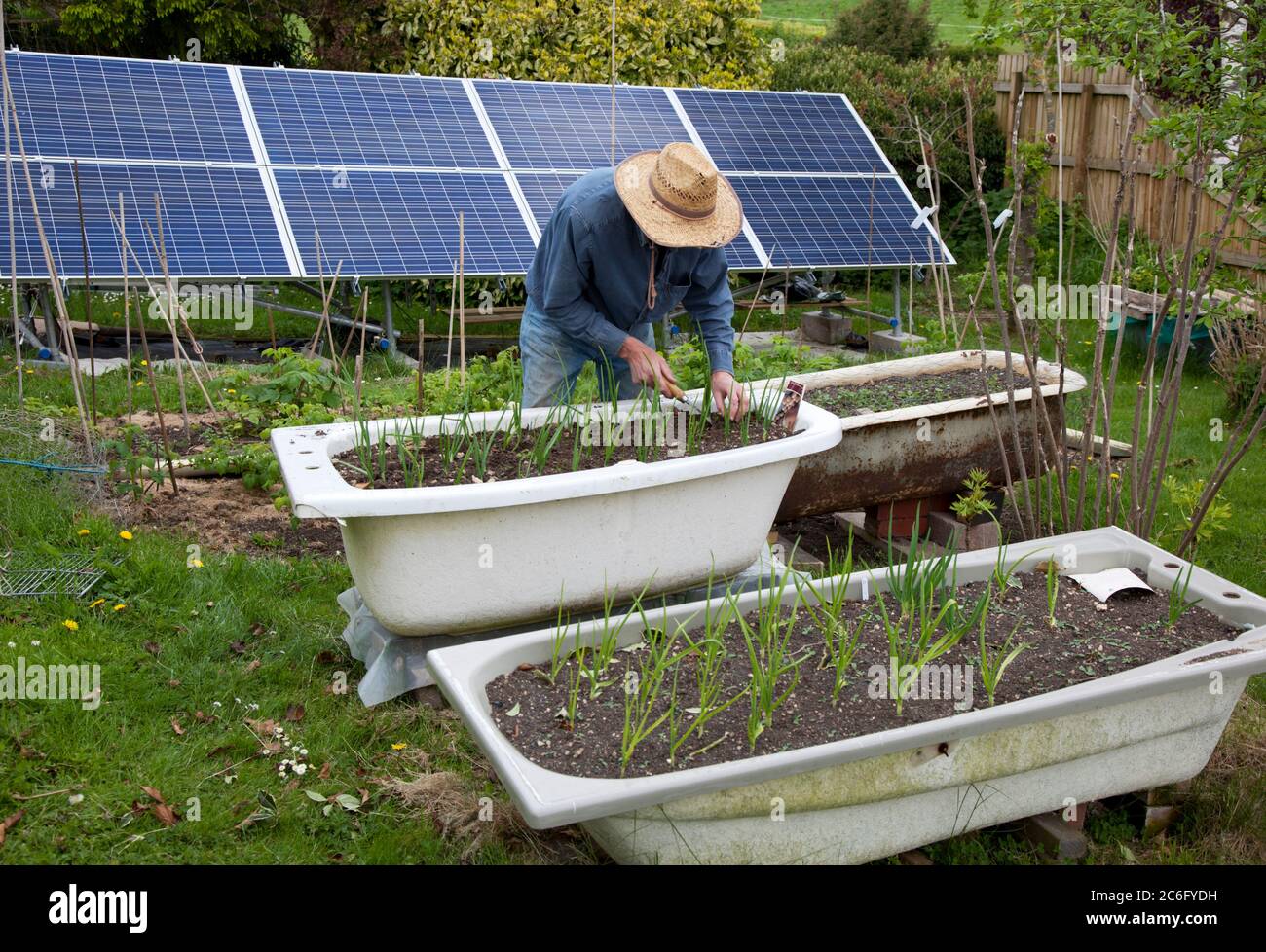 Senior male gardener tending onions in a raised bath outdoors with a giant solar panel Stock Photo