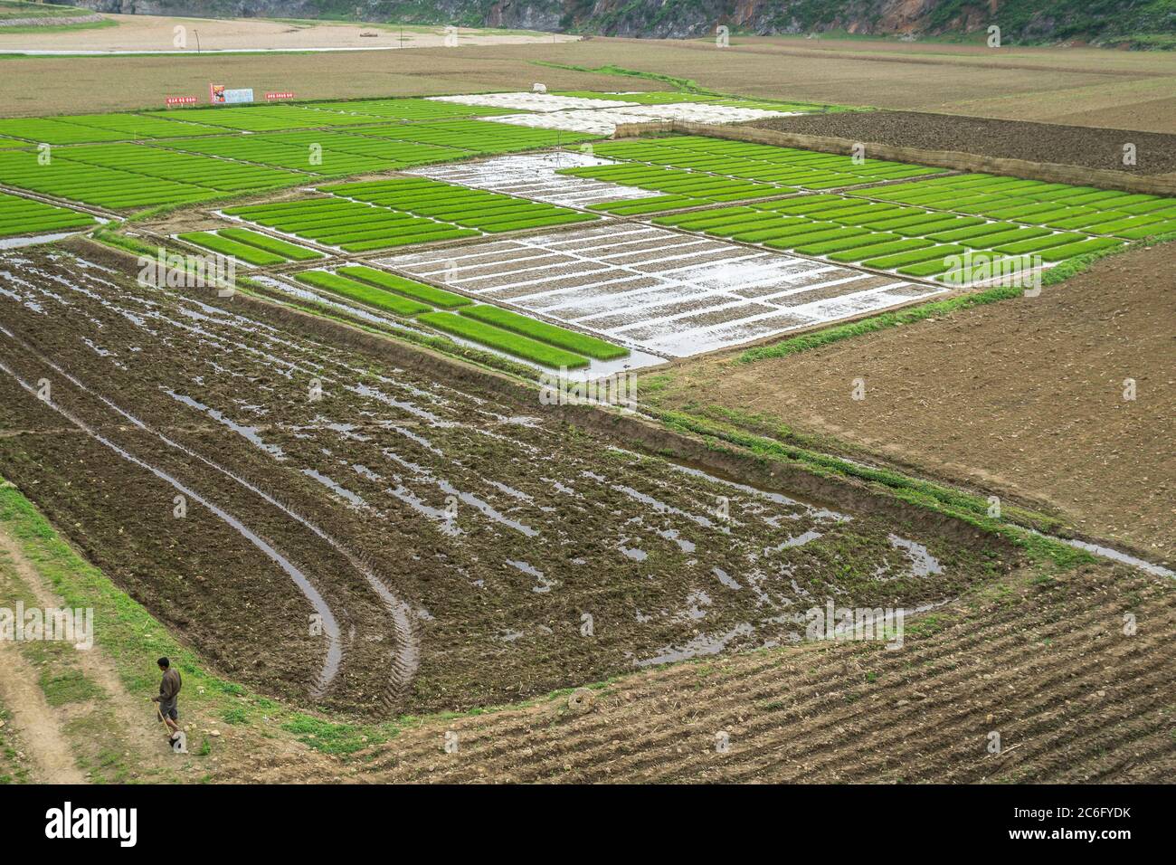 A flooded field grows rice in North Korea Stock Photo
