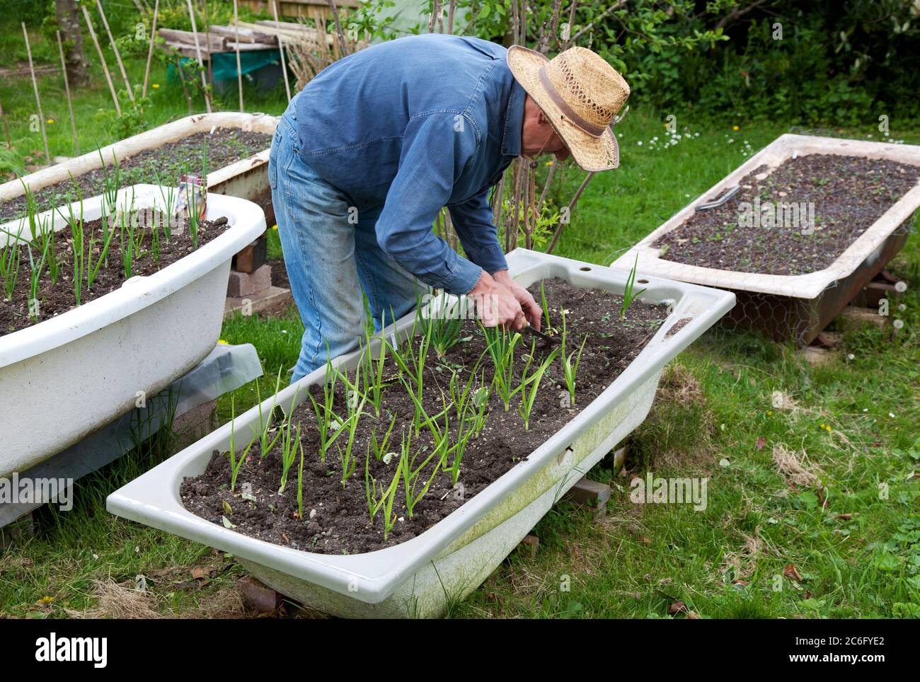 Senior male gardener tending onions in outdoor raised baths to minimise pest damage Stock Photo