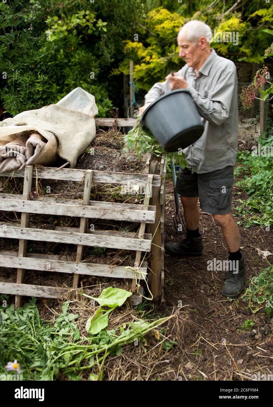 Senior male gardener adding to compost in his vegetable garden Stock