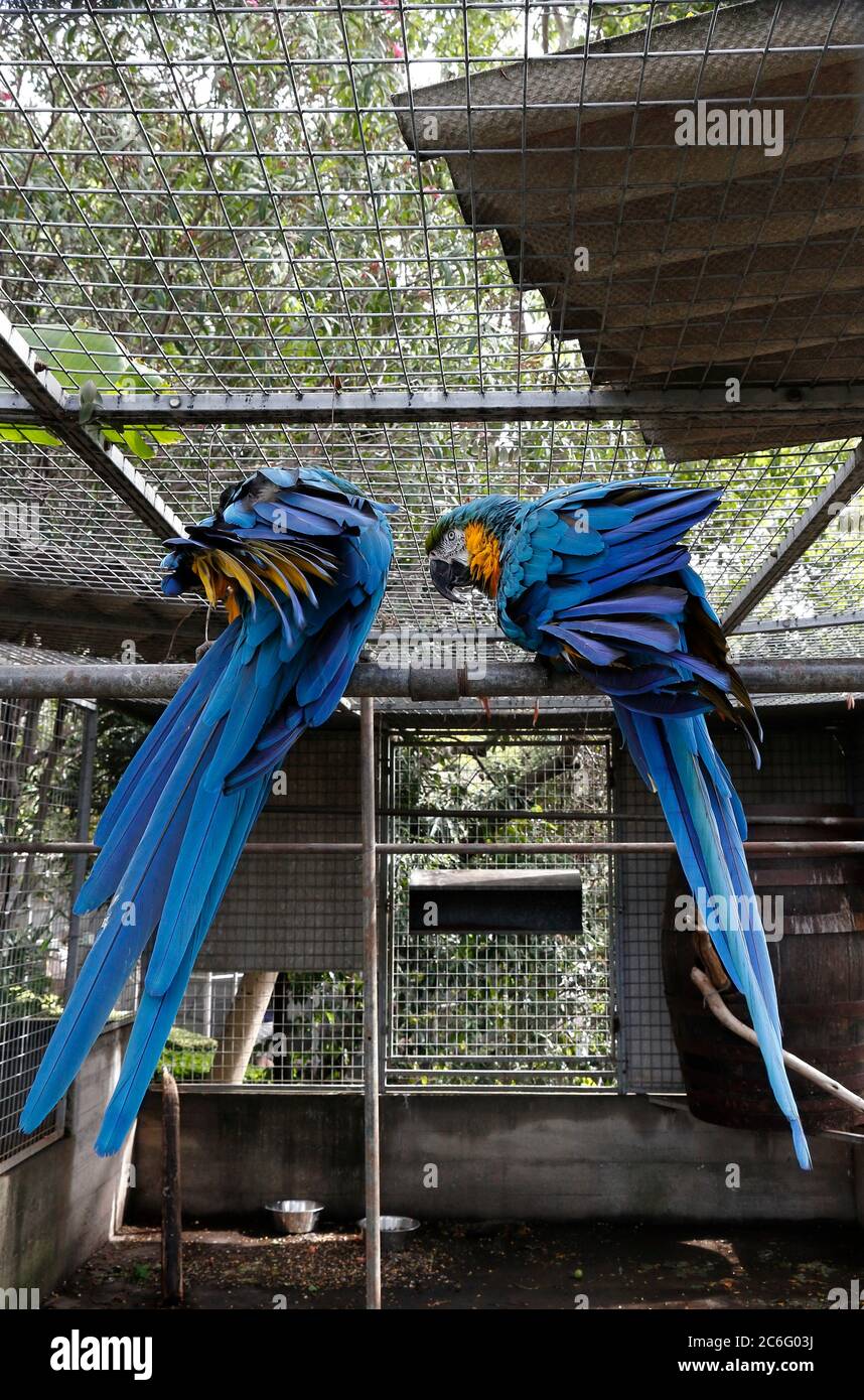 Blue and Gold Macaws in Bird Sanctuary Stock Photo - Alamy - Macaw Bird Sanctuaries Indoor
