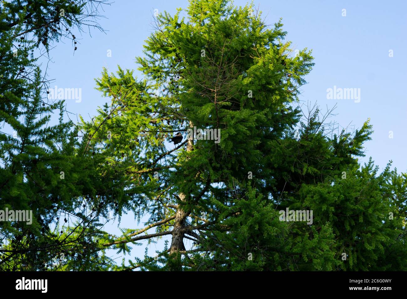 Whole tree detail silhouette hi-res stock photography and images - Alamy