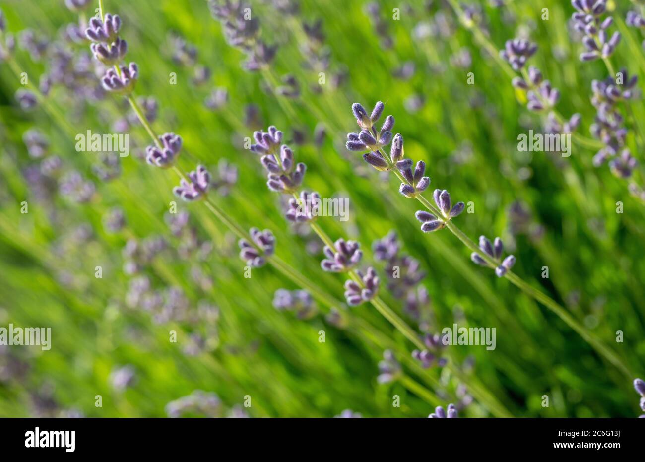 lavender - plant  with good smell - beauty of nature in St. Petersburg.  I know about blosson of lavender in France , Crimea  - south regions Stock Photo