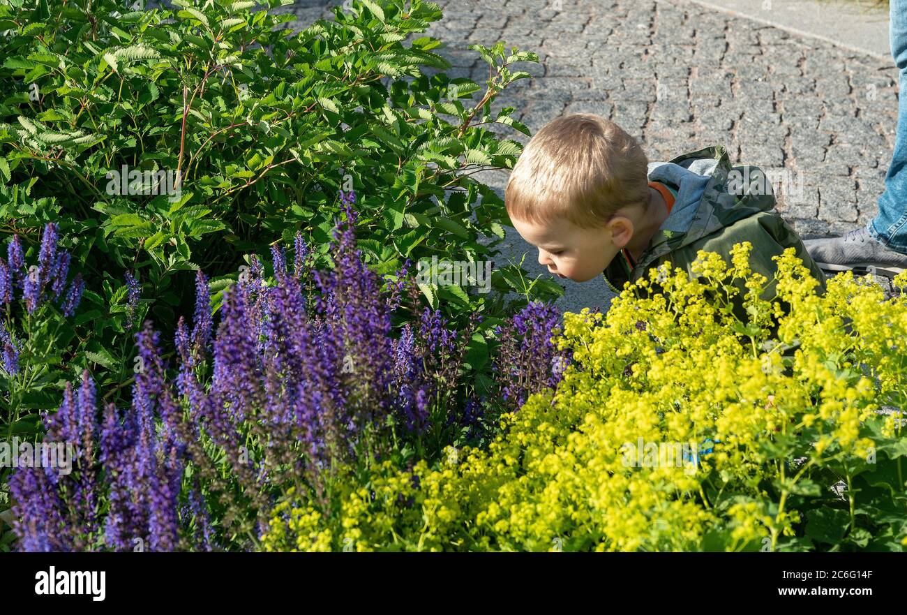 07/01/20  St. Petersburg Russia.  Kid smelling flowers and herb garden  in recreation area  Novaya Hollandia in St Petersburg Stock Photo