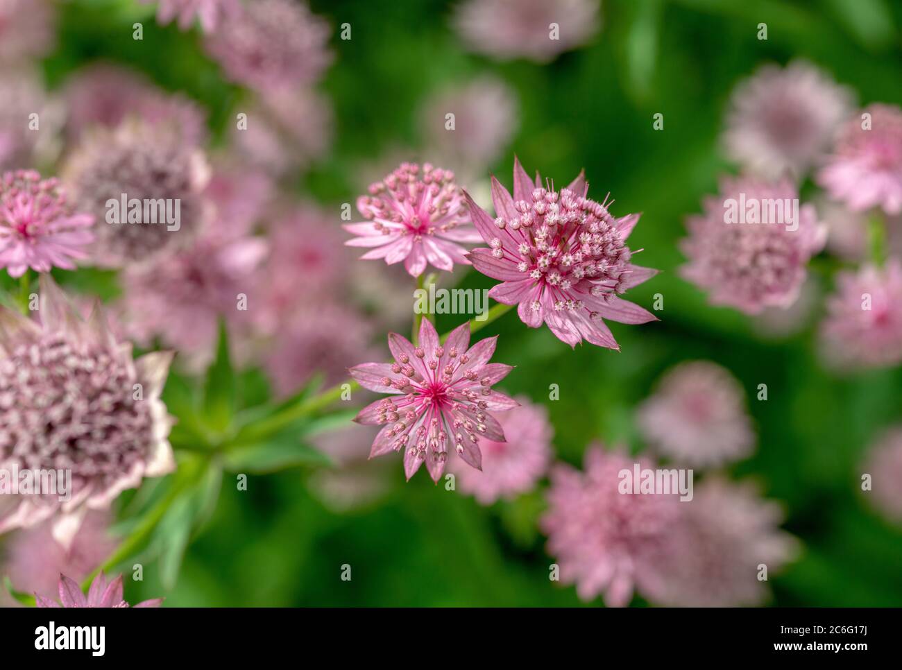Small pink flowers  - perennial in Recreation area Novaya Hollandia in St. Petersburg- awe day at summer Stock Photo