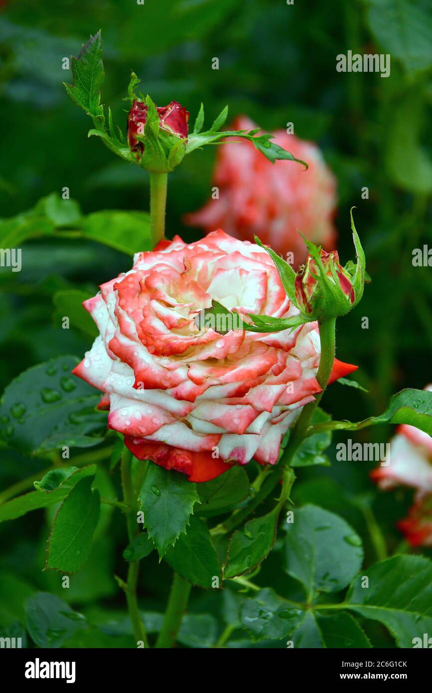 Farah Rose High Resolution Stock Photography and Images - Alamy