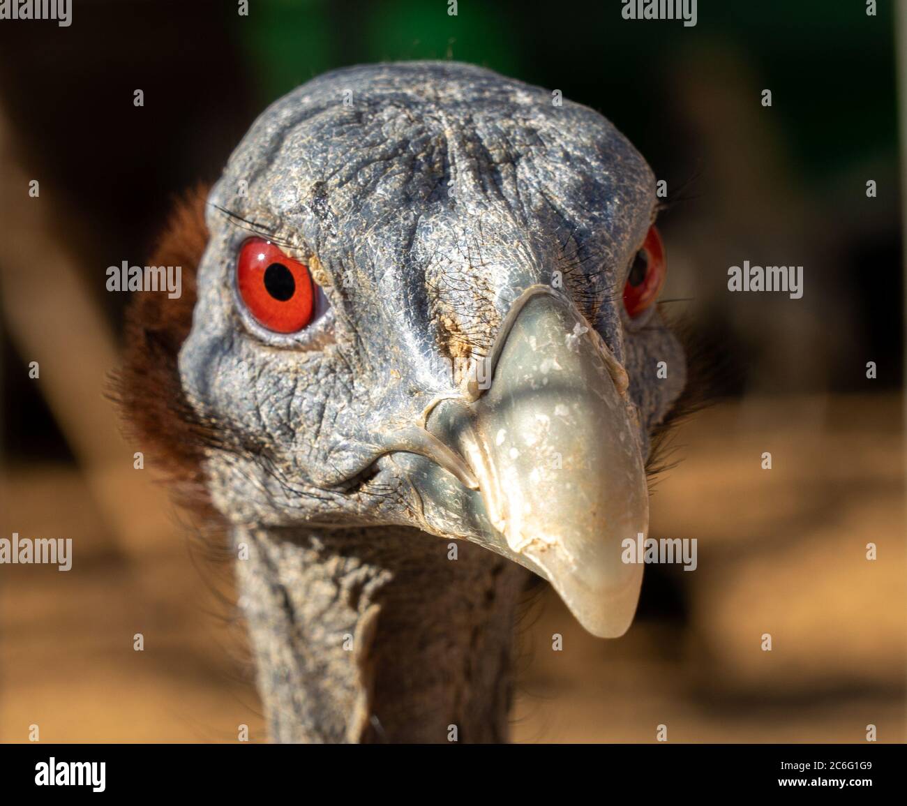 closeup of a vulture's head with red eyes Stock Photo