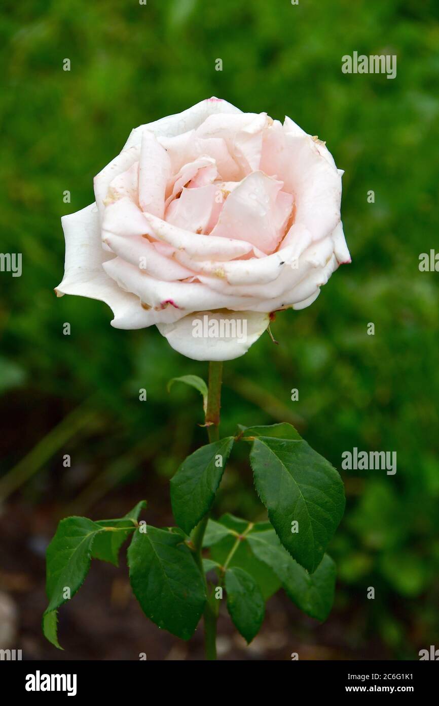 Rose, Rosen, rózsa, Rosa sp., Vivaldi Stock Photo - Alamy