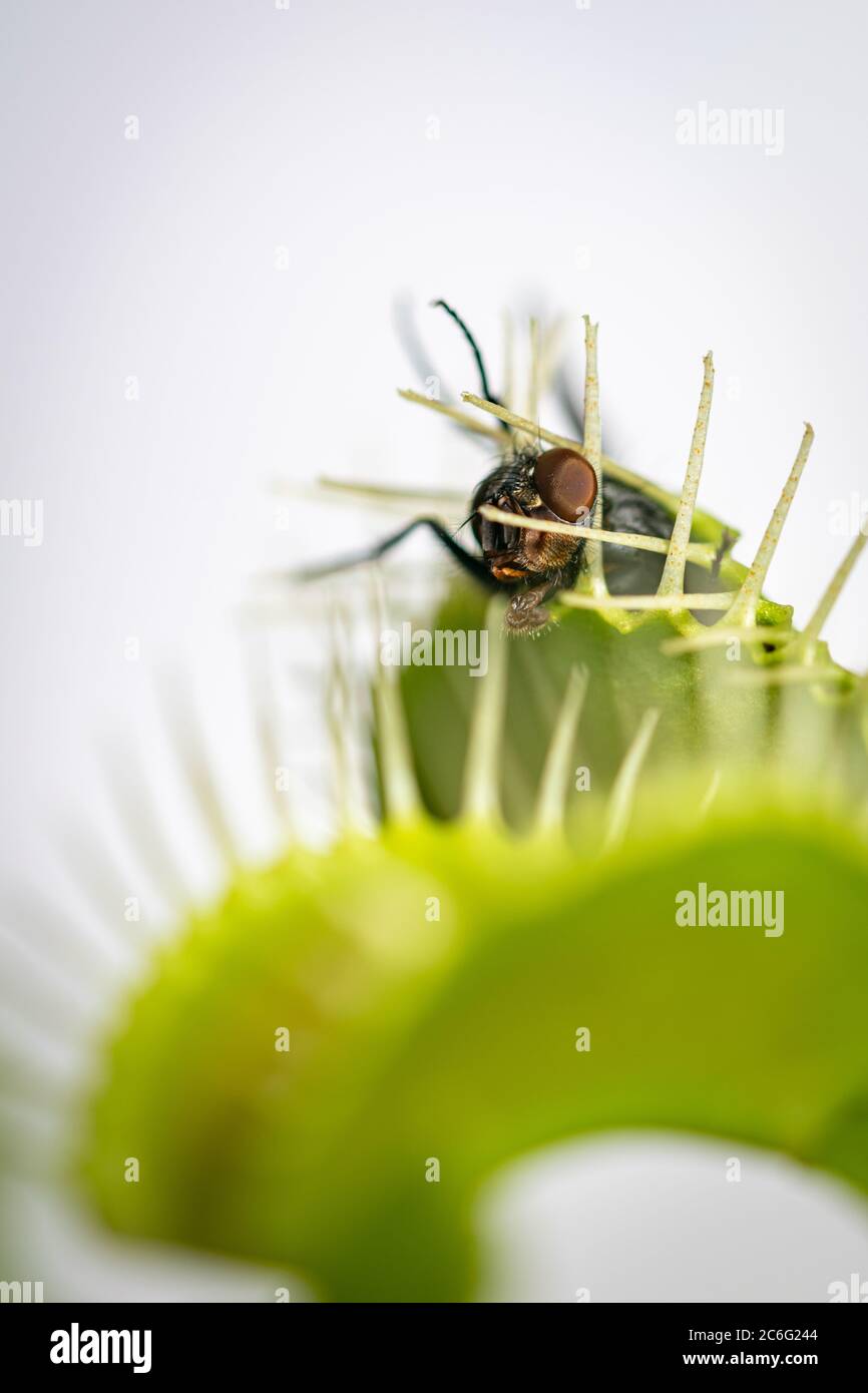 single fly trapped inside a venus fly trap plant with its head sticking out Stock Photo