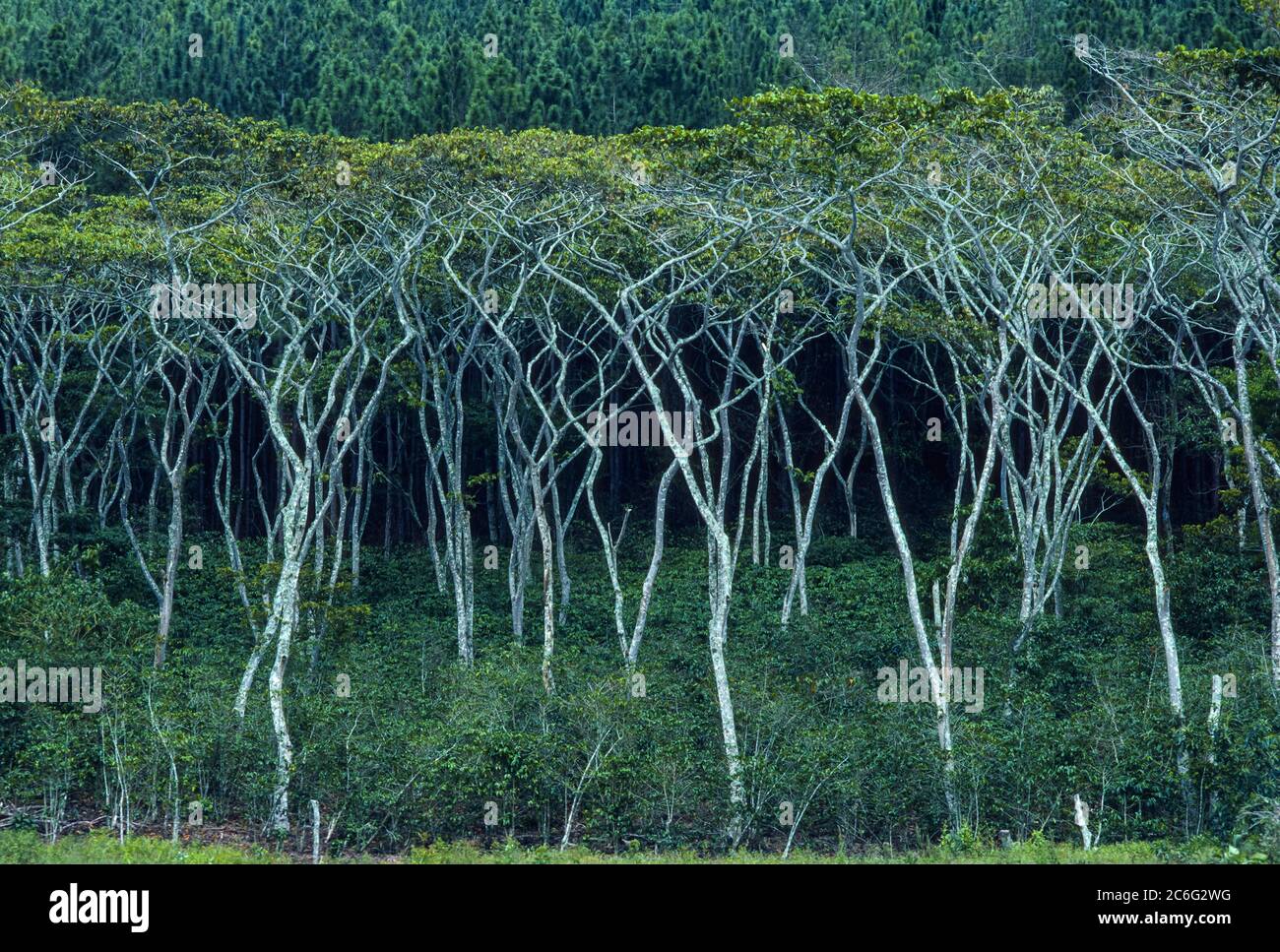 TACHIRA STATE, VENEZUELA - Coffee bushes growing under shade trees. Stock Photo