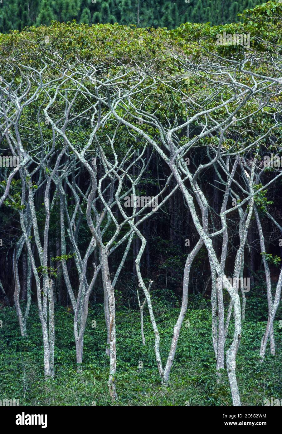 TACHIRA STATE, VENEZUELA - Coffee bushes growing under shade trees. Stock Photo