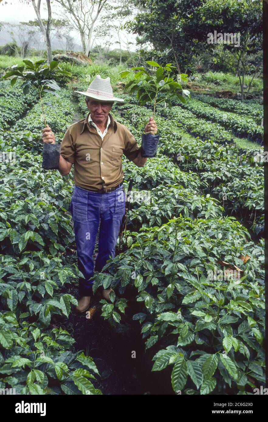 TACHIRA STATE, VENEZUELA - Worker holds small coffee plants at nursury on experimental coffee farm. Stock Photo