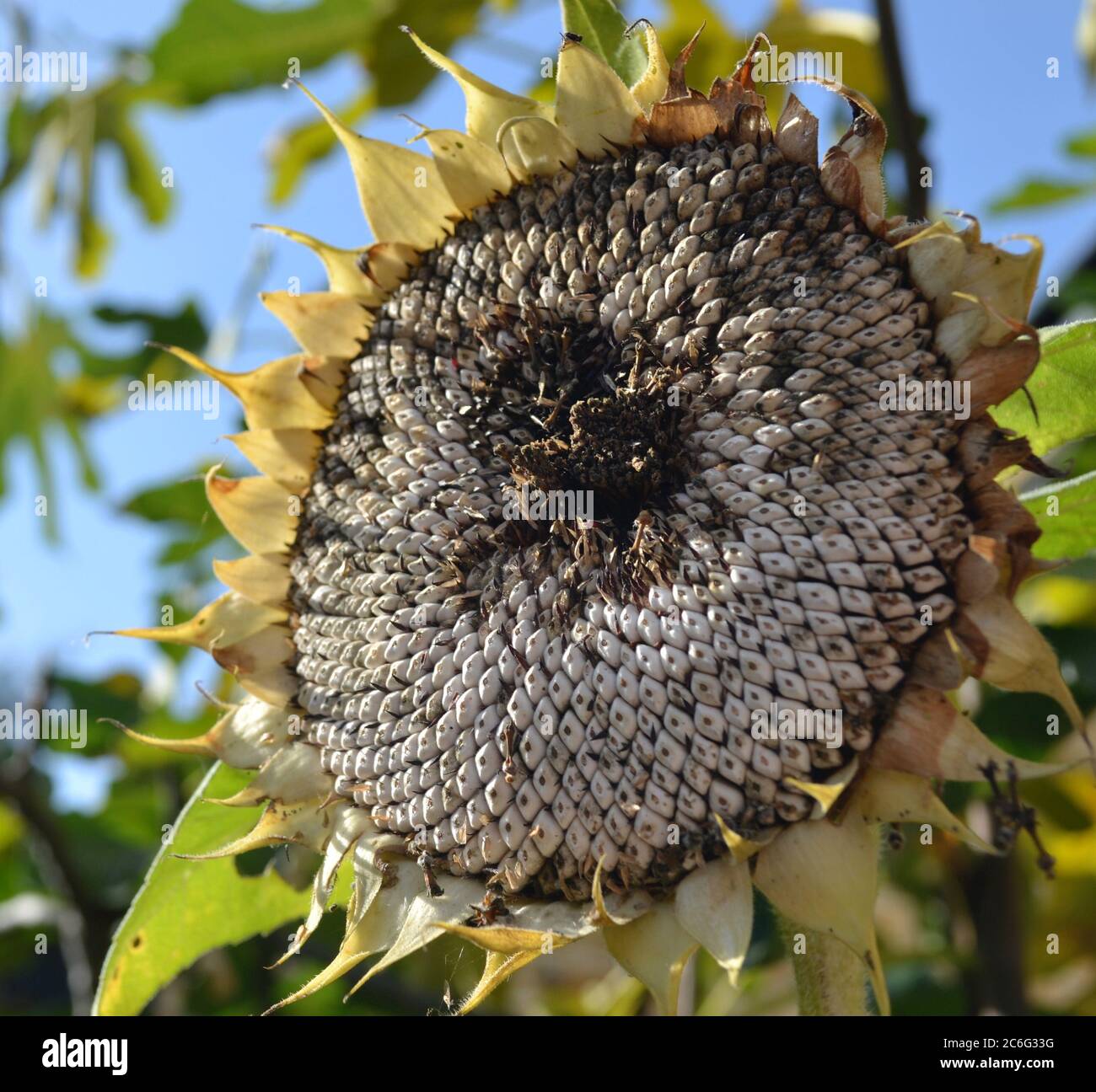 Sunflower Head with Seeds Stock Photo Alamy
