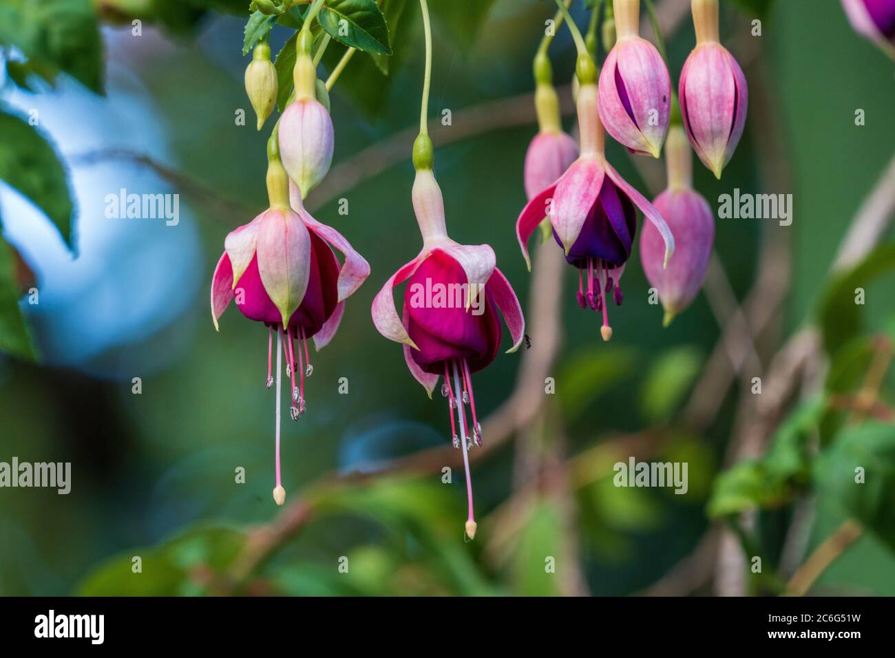 Fuchsia Flower Blurred Background Stock Photo