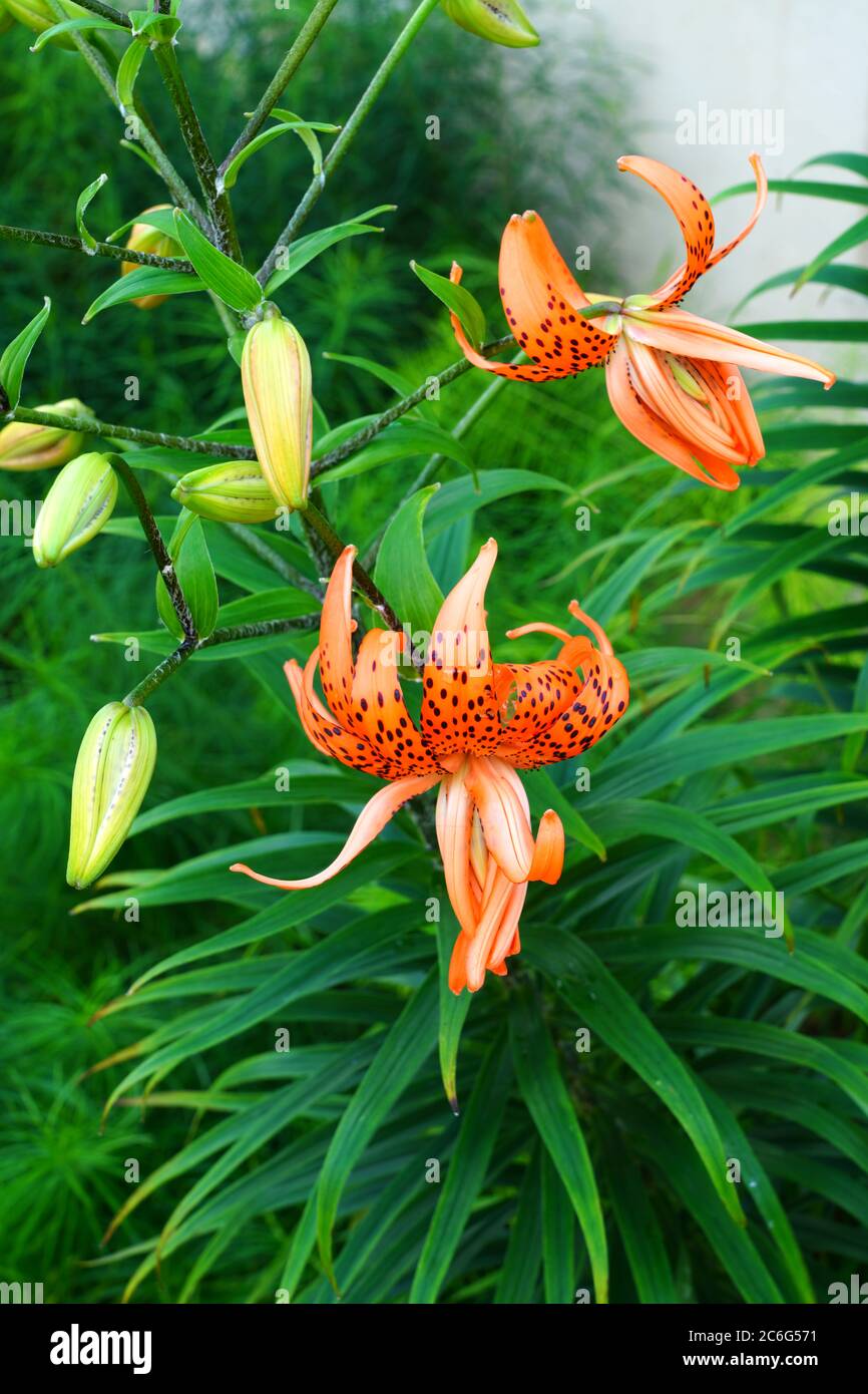Orange and black Tiger Lily flower in summer Stock Photo Alamy