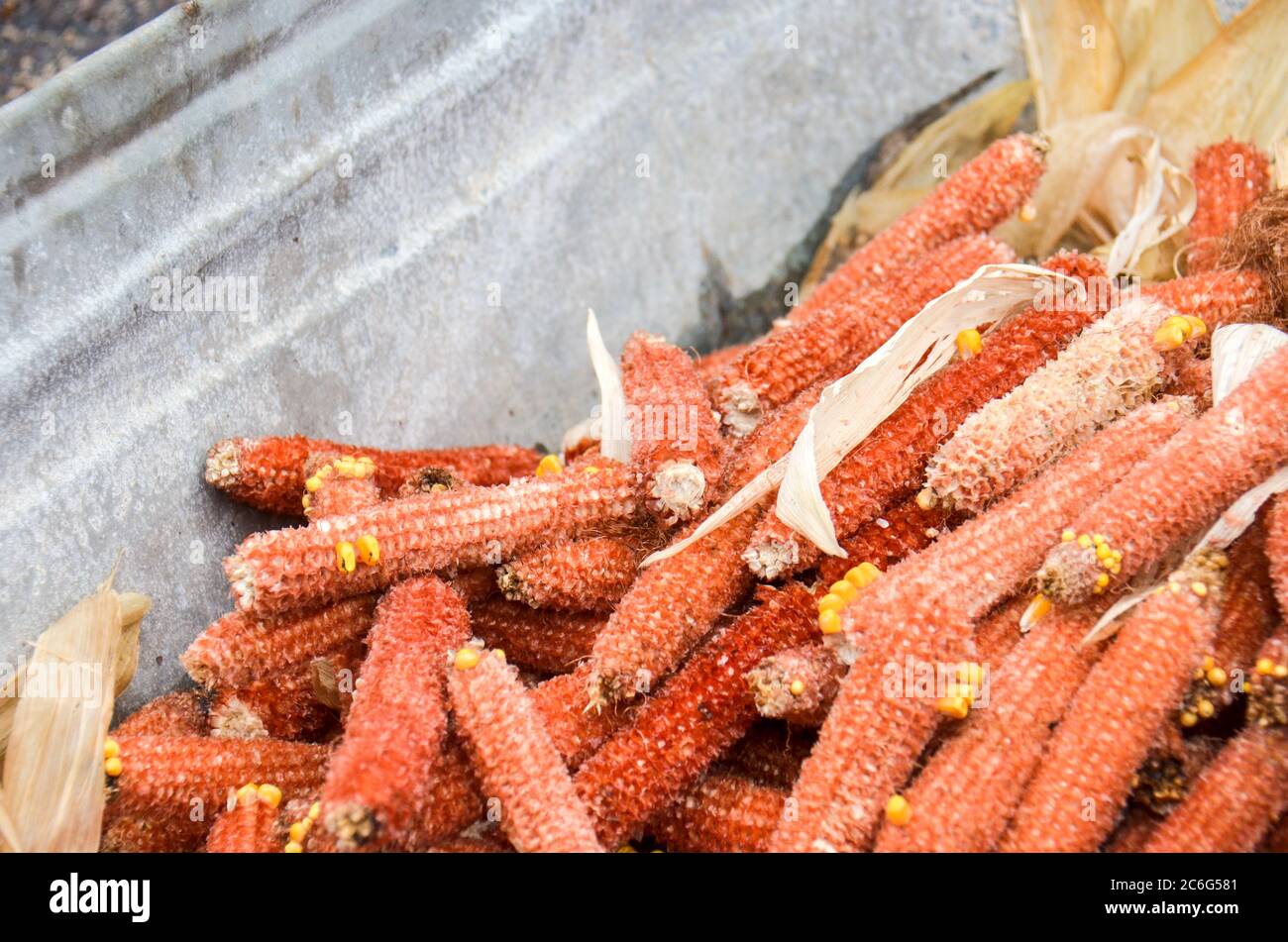 Sweet corn husks, eaten, thrown in a garbage bin. Selective focus Stock