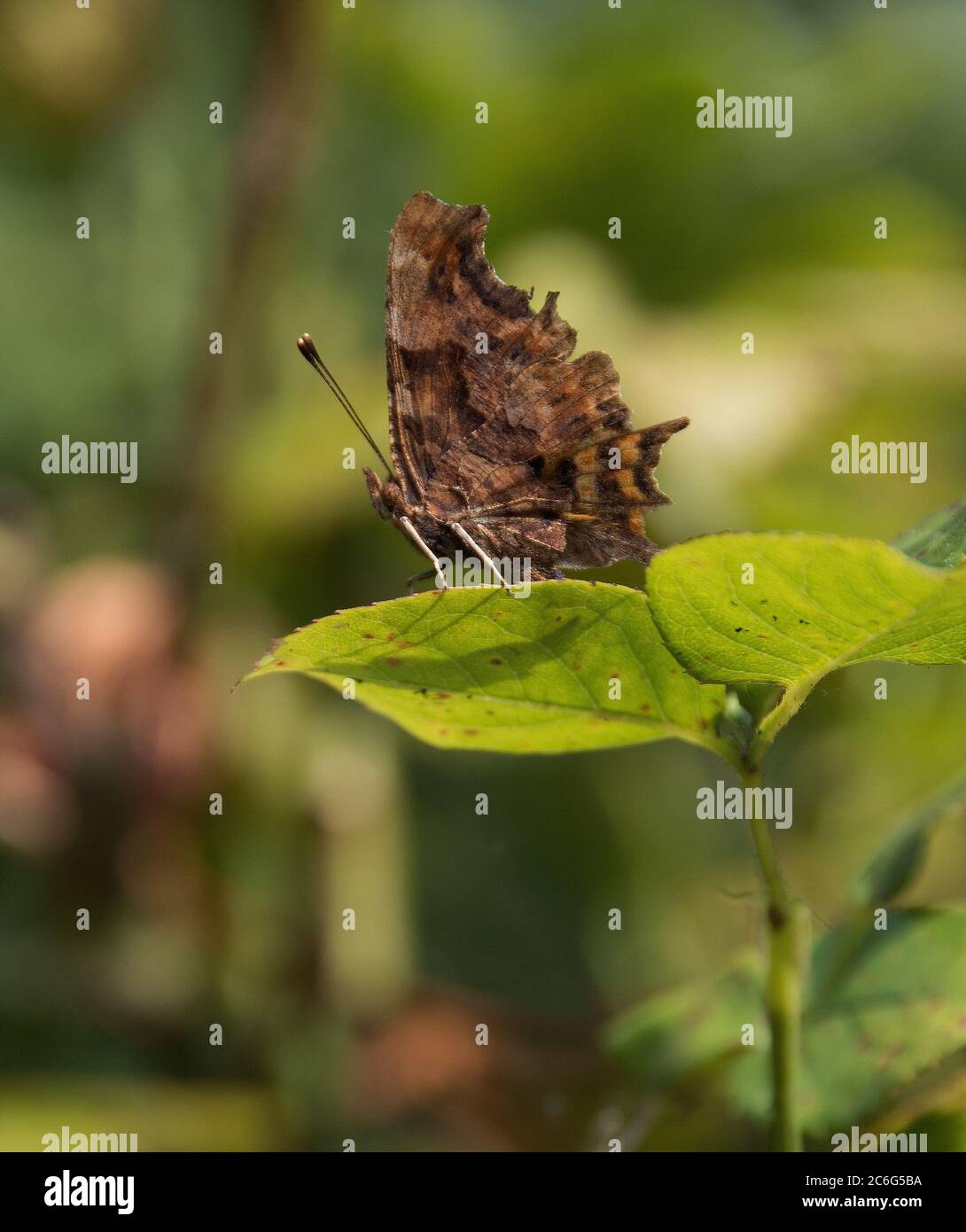 Comma butterfly on a rose leaf Stock Photo