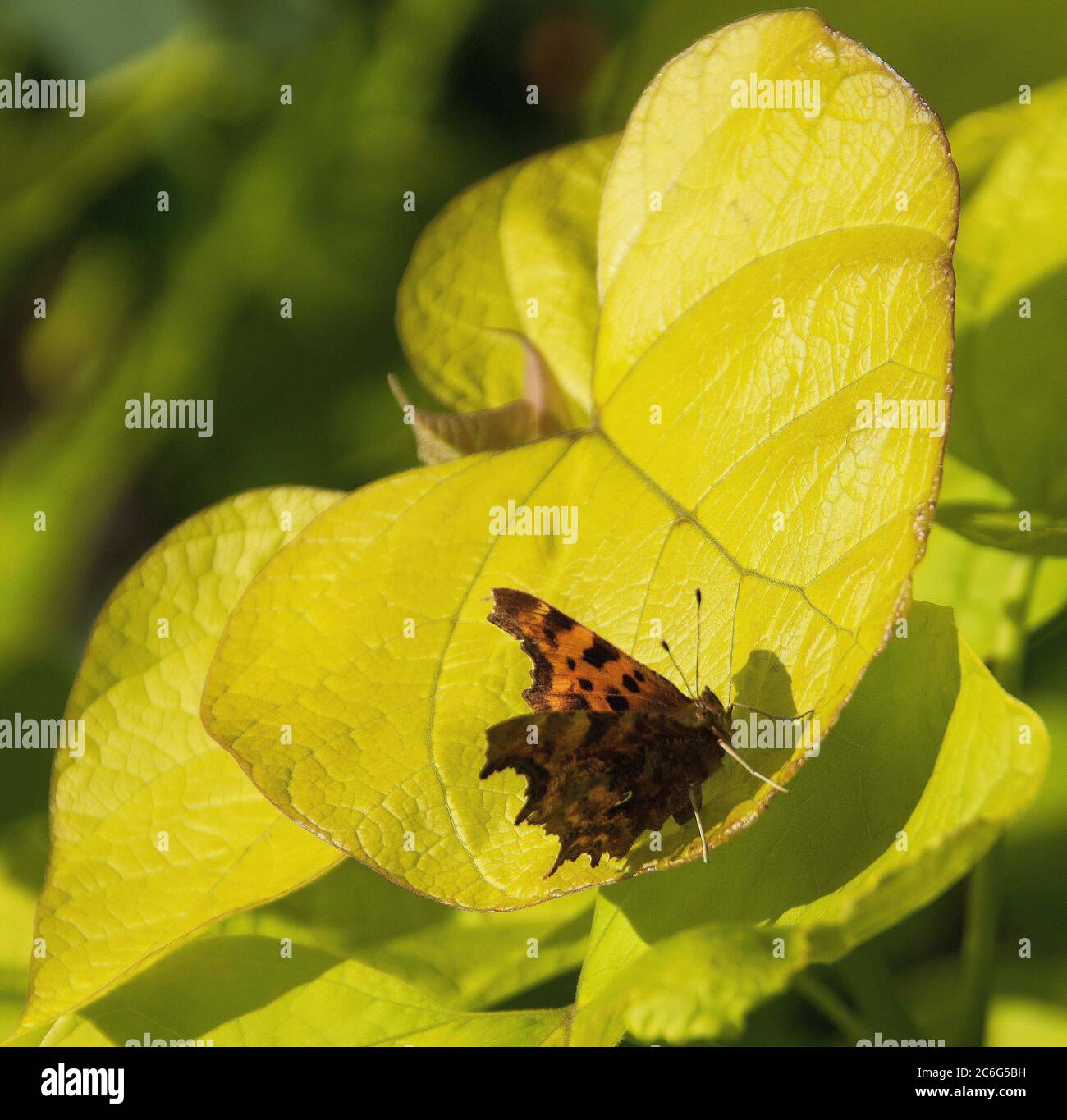 Comma butterfly on Catalpa bignoniodes ‘Aurea’ as if a landing or launch-pad Stock Photo