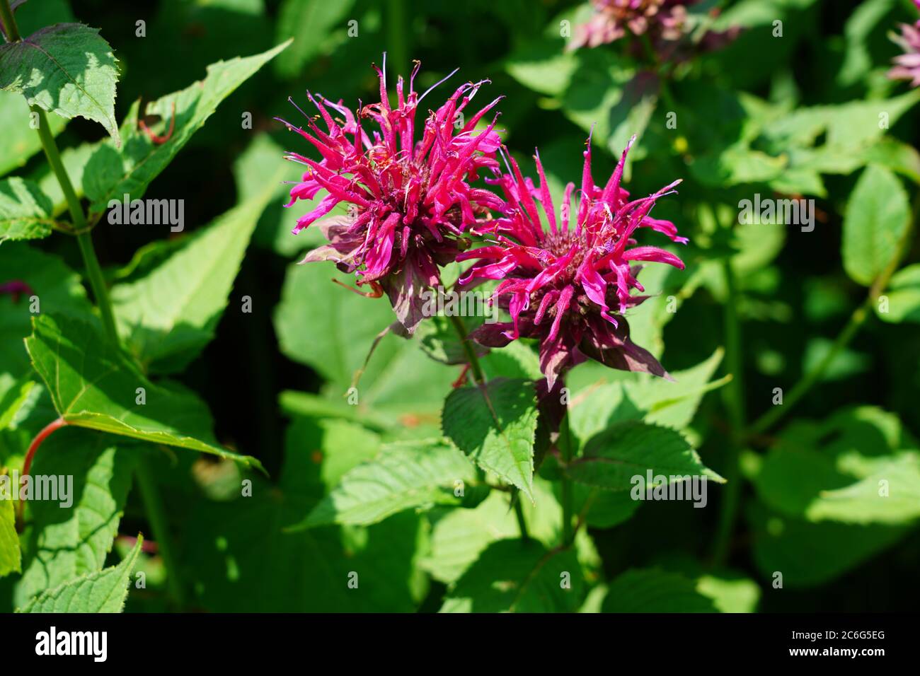 Red flowers of bee balm Monarda Stock Photo