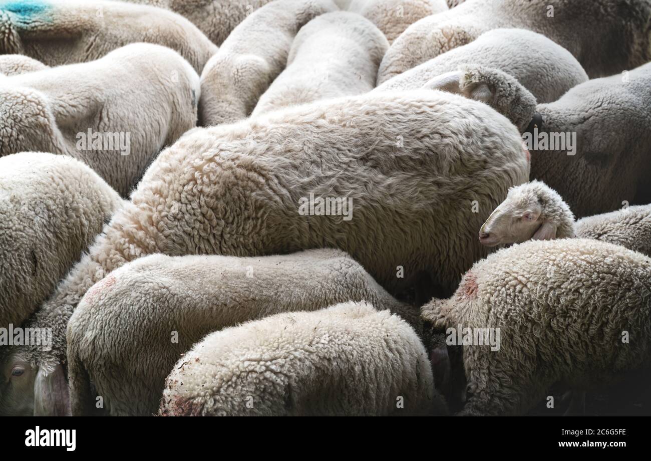 Flock of sheep on a farm putting the heads together and one lamb