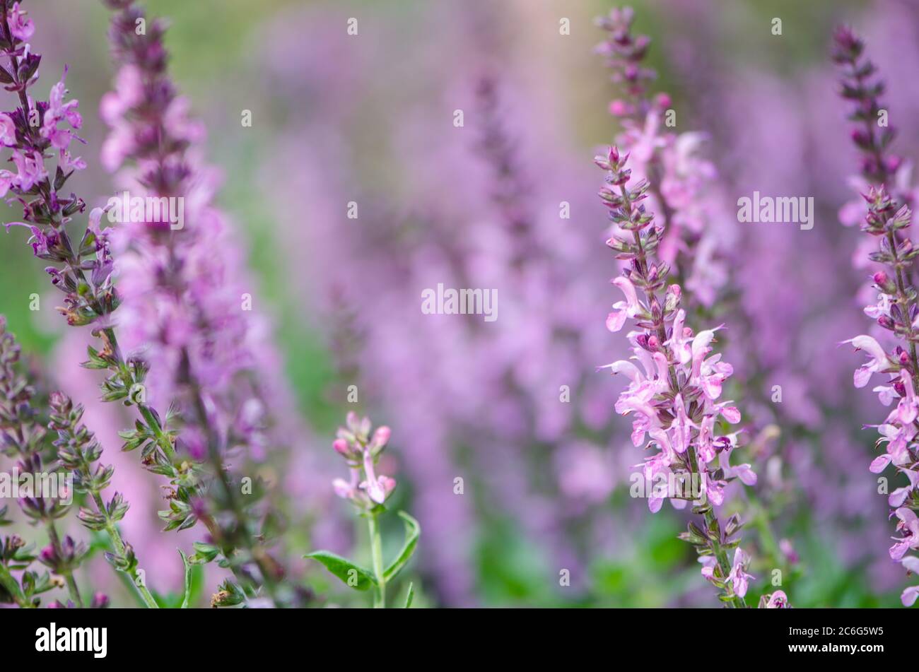 Perennial Salvia, a species of sages, also known as a purple wood sage Stock Photo