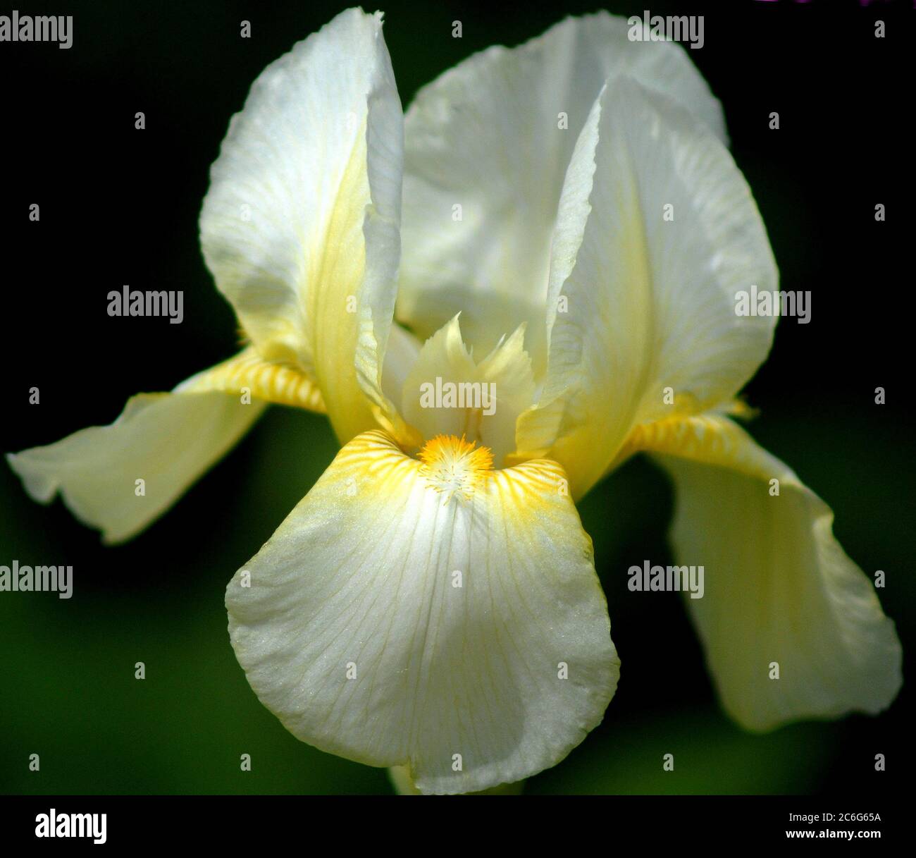 Bearded Iris (Iris germanica) - Beauty and Elegance