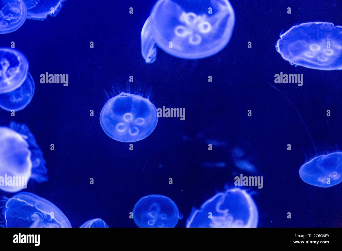 Jellyfish are swimming in deep blue water Stock Photo - Alamy