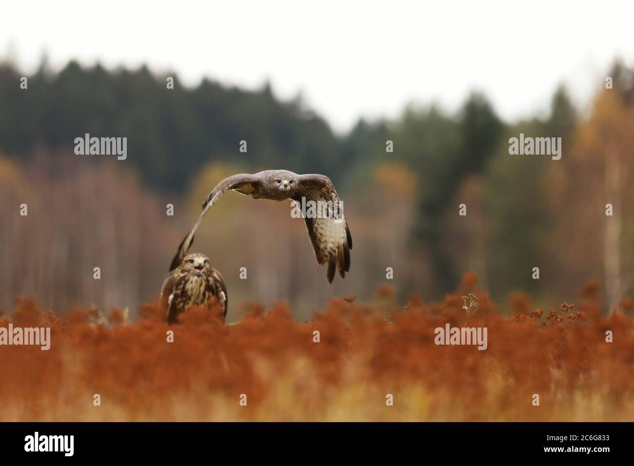 Common buzzard is a medium bird of prey, pair on meadow in autumn - Buteo buteo Stock Photo