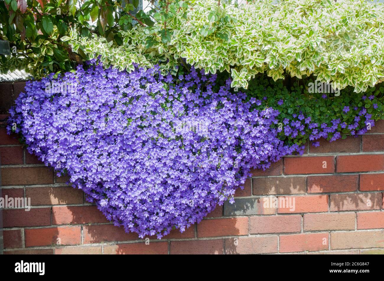 Campanula or Bellflower trailng over a garden wall in summer.  A perennial plant that is fully hardy. Stock Photo