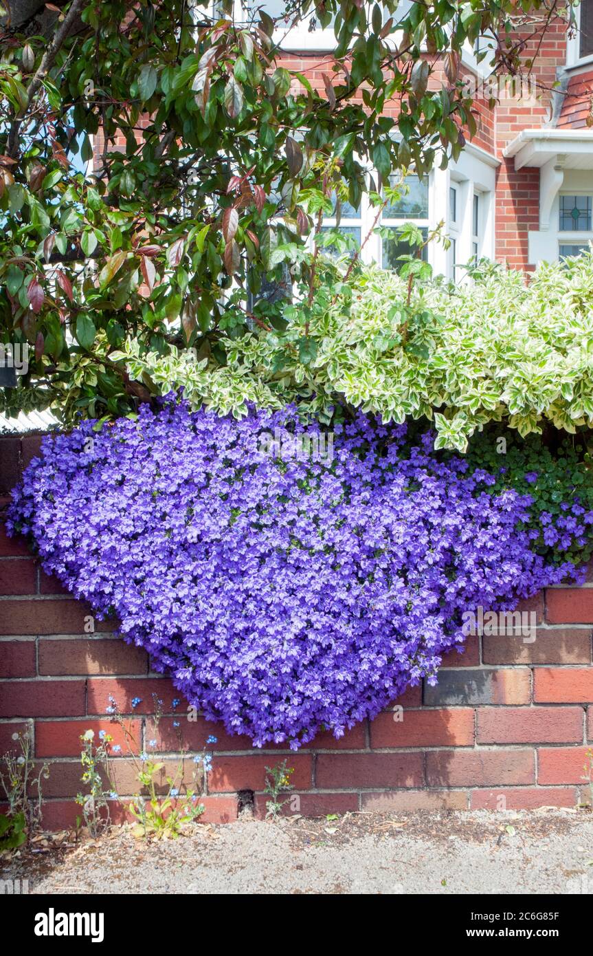 Campanula or Bellflower trailng over a garden wall in summer.  A perennial plant that is fully hardy. Stock Photo
