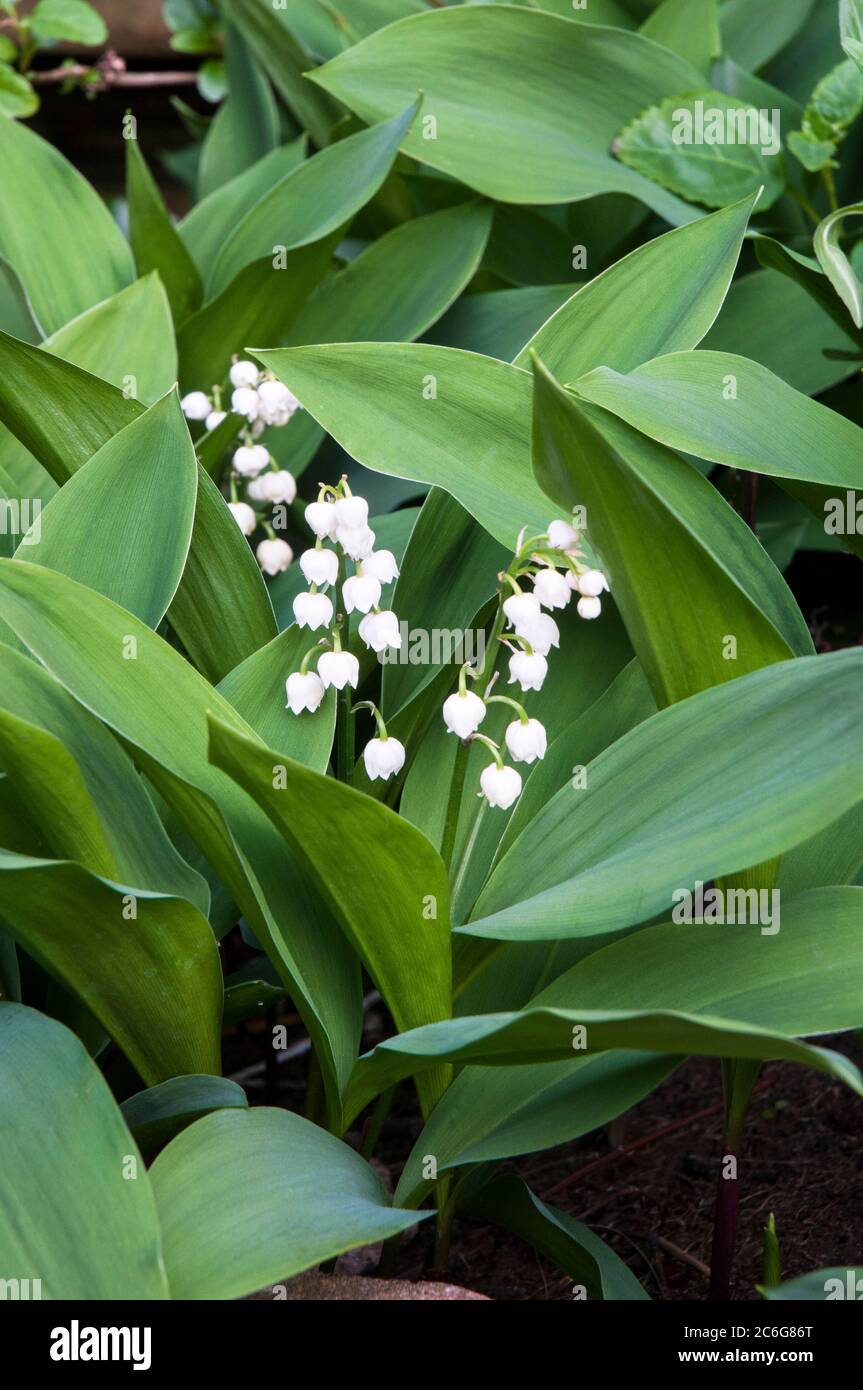 Convallaria majalis LilyoftheValley This is an evergreen plant that