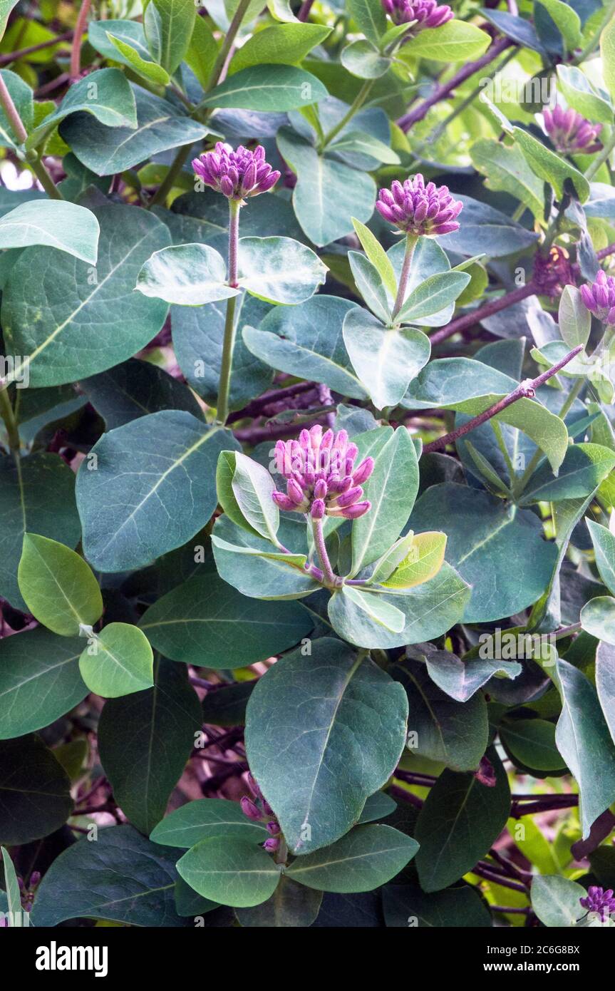 Wild Honeysuckle Lonicera periclymenum Woodbine with flower heads ready