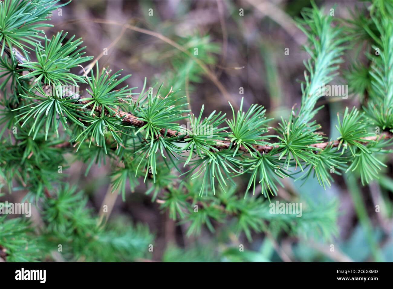 Spruce needles up close hires stock photography and images Alamy
