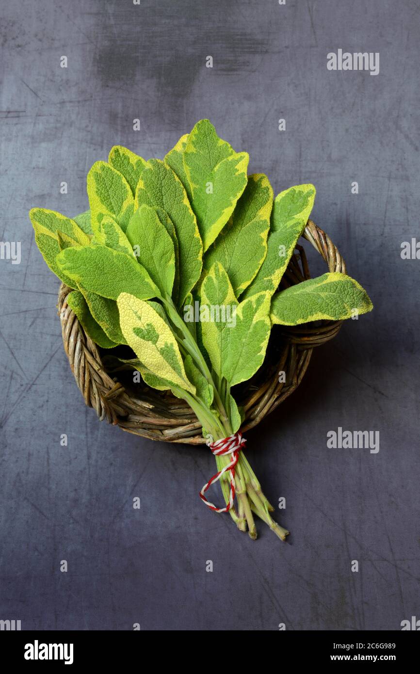 Panaschierter Salbei (Salvia variegata) with wicker basket, sage, Germany Stock Photo