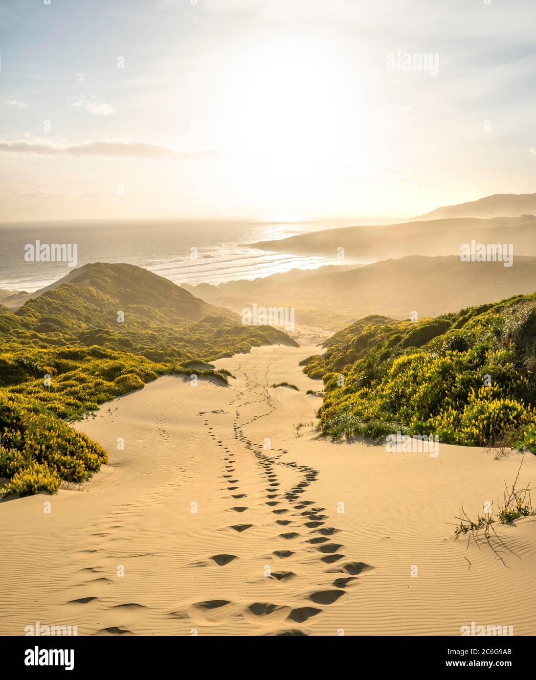 Yellow Lupines (Lupinus luteus) on sand dunes, view of coast, Sandfly Bay, Dunedin, Otago Region, Otago Peninsula, Southland, New Zealand Stock Photo