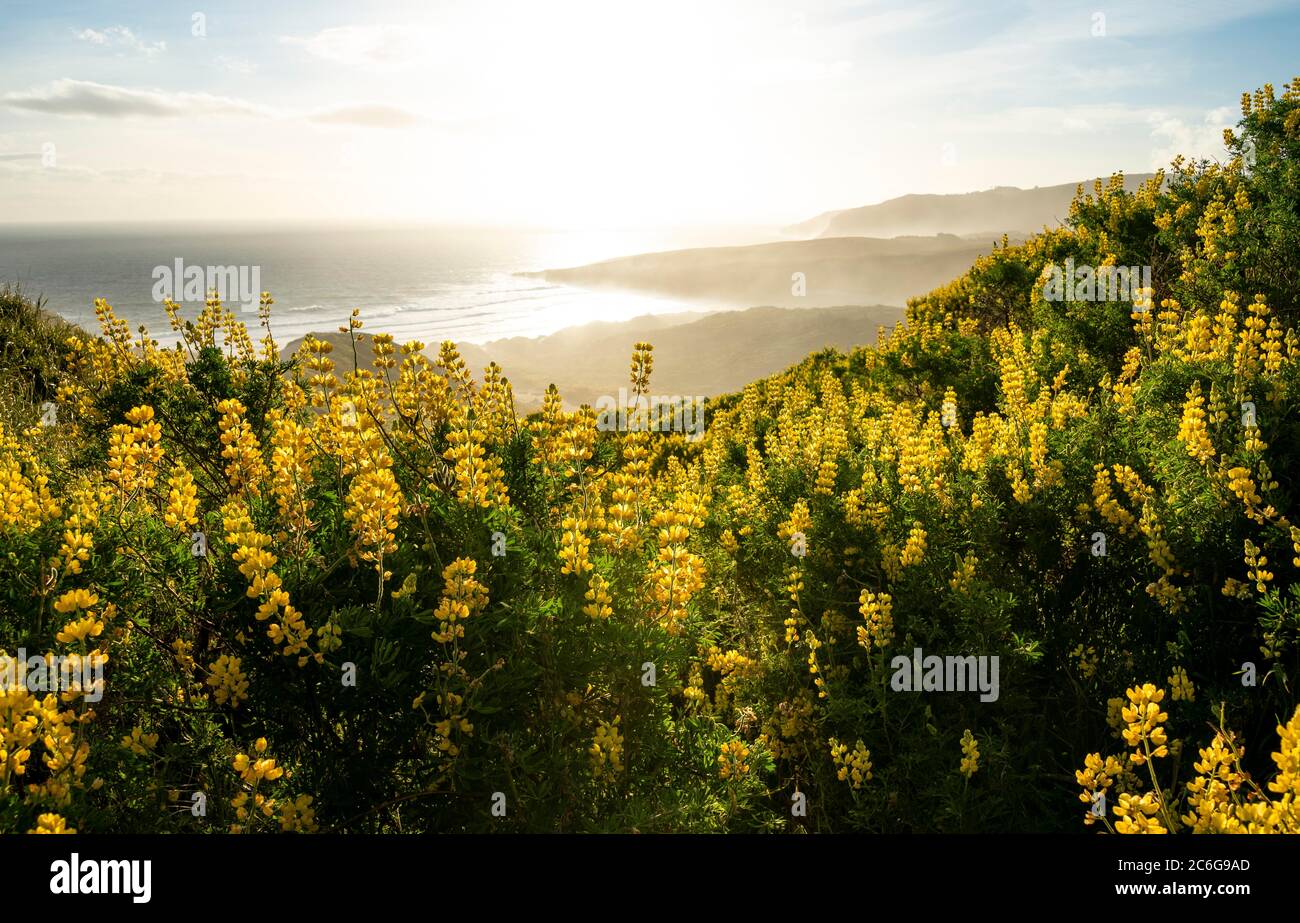 Yellow Lupines (Lupinus luteus) on sand dunes, view of coast, Sandfly Bay, Dunedin, Otago Region, Otago Peninsula, Southland, New Zealand Stock Photo