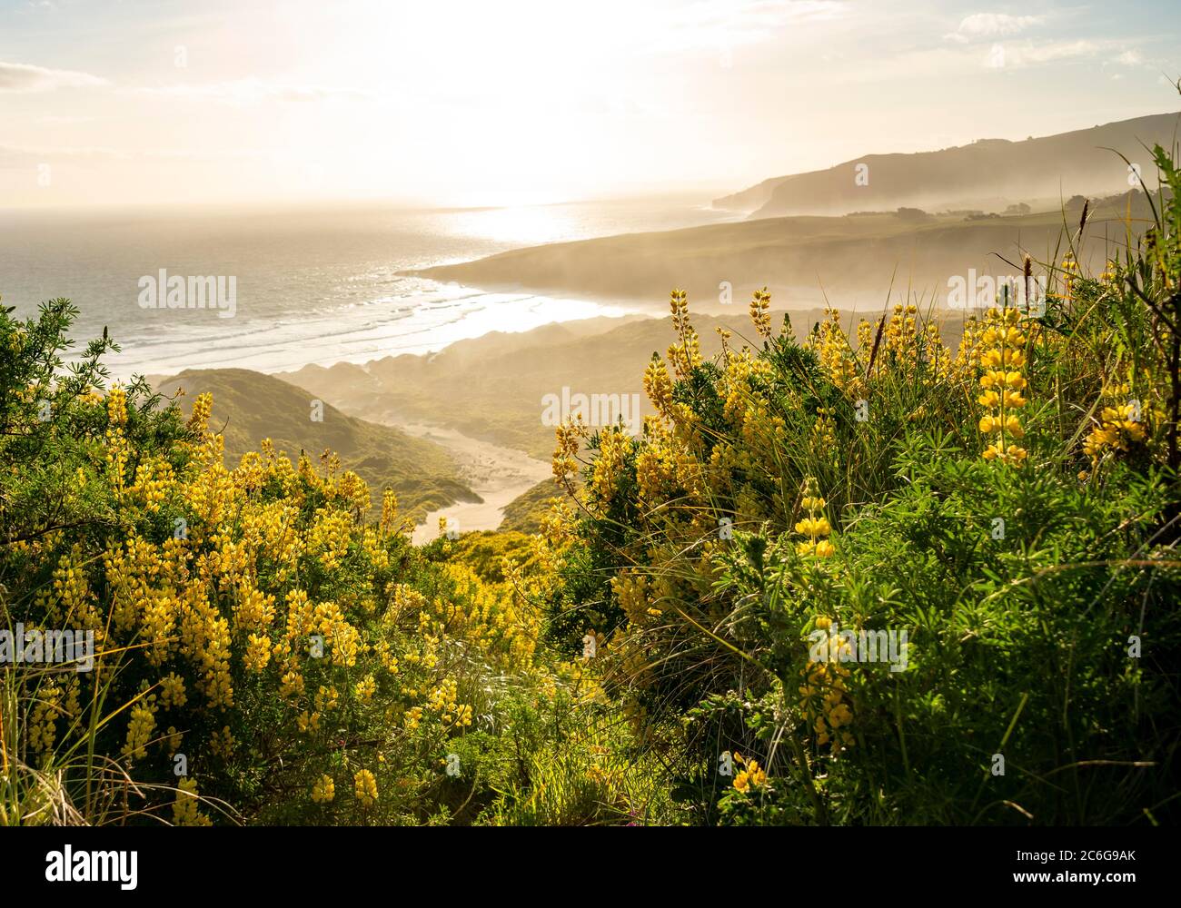Yellow Lupines (Lupinus luteus) on sand dunes, view of coast, Sandfly Bay, Dunedin, Otago Region, Otago Peninsula, Southland, New Zealand Stock Photo