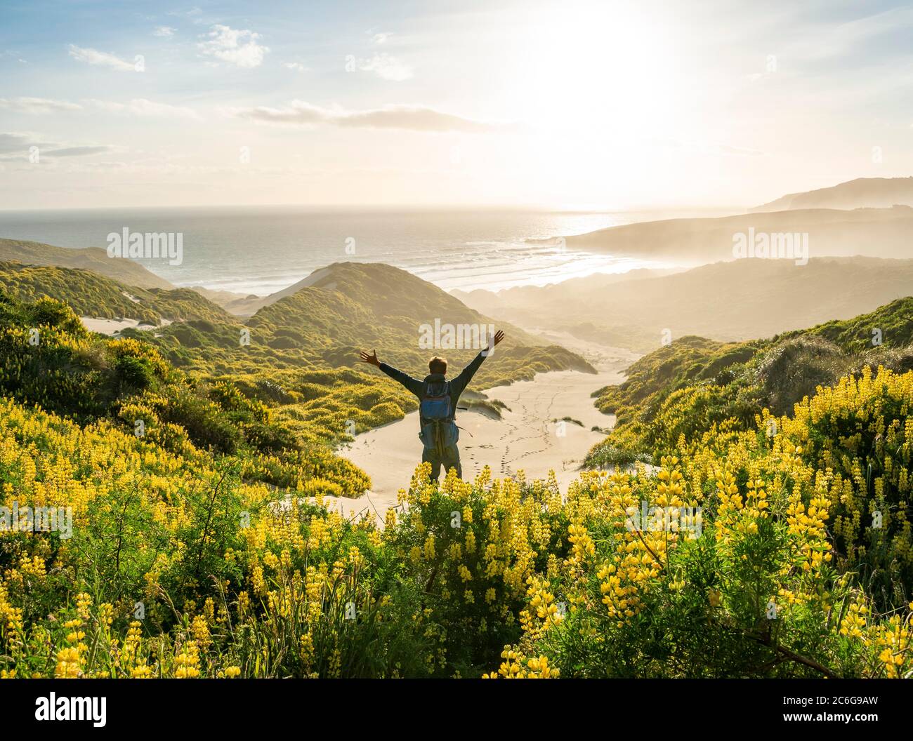 Young man stretching his arms in the air, yellow lupins (Lupinus luteus) on sand dunes, view of sandy beach on the coast, Sandfly Bay, Dunedin Stock Photo