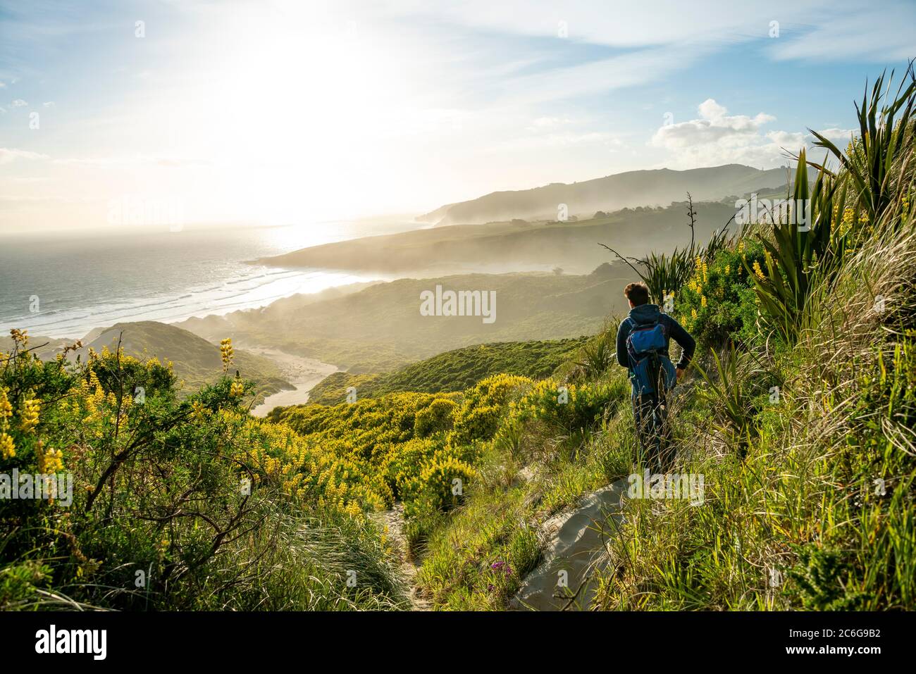 Young man looking over a bay, yellow lupins (Lupinus luteus) on sand dunes, view of sandy beach on the coast, Sandfly Bay, Dunedin, Otago, Otago Stock Photo