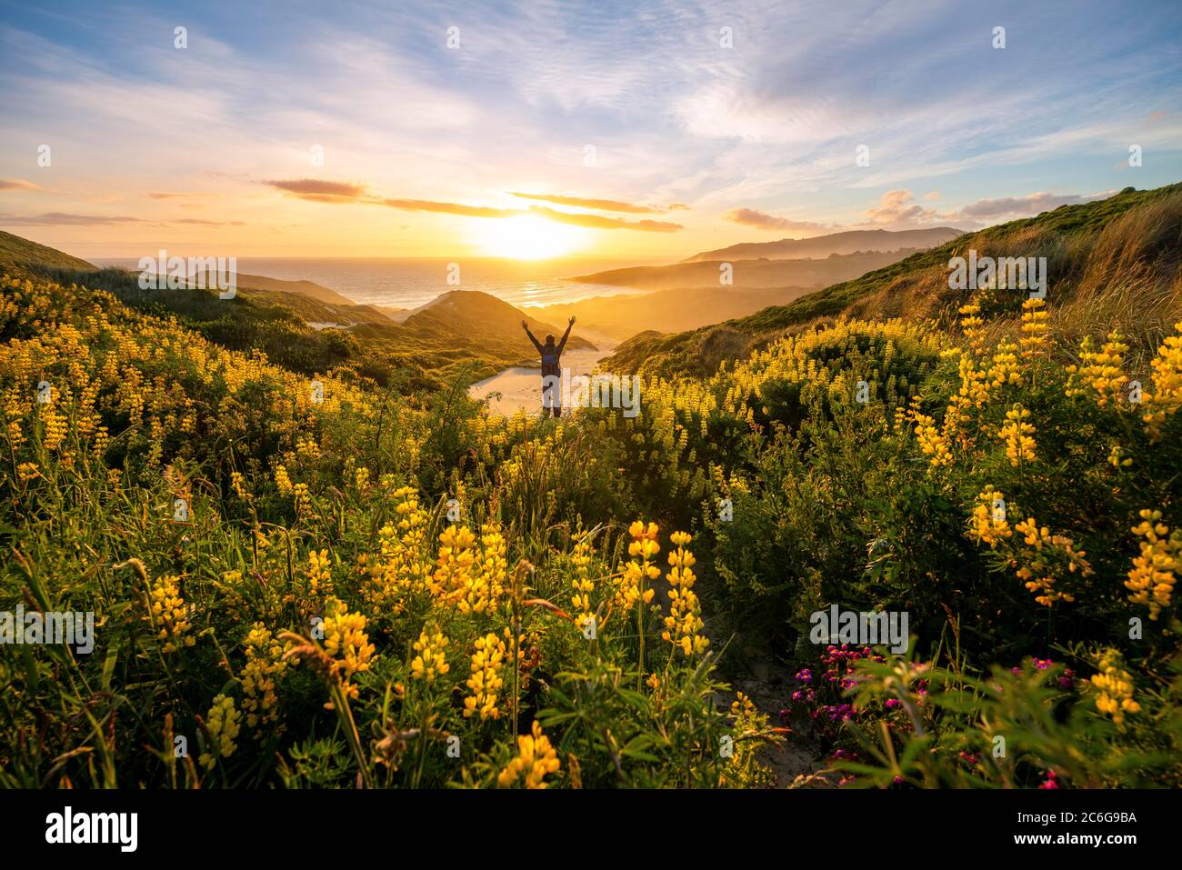 Young man stretching arms in the air, sunset, yellow lupins (Lupinus luteus) on sand dunes, view of coast, Sandfly Bay, Dunedin, Otago, Otago Stock Photo