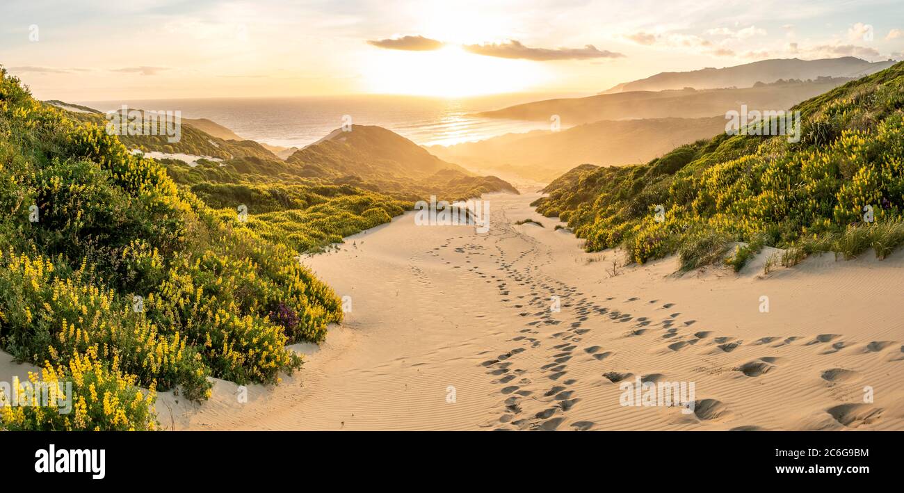 Yellow Lupines (Lupinus luteus) on sand dunes, view of coast, Sandfly Bay, Dunedin, Otago Region, Otago Peninsula, Southland, New Zealand Stock Photo