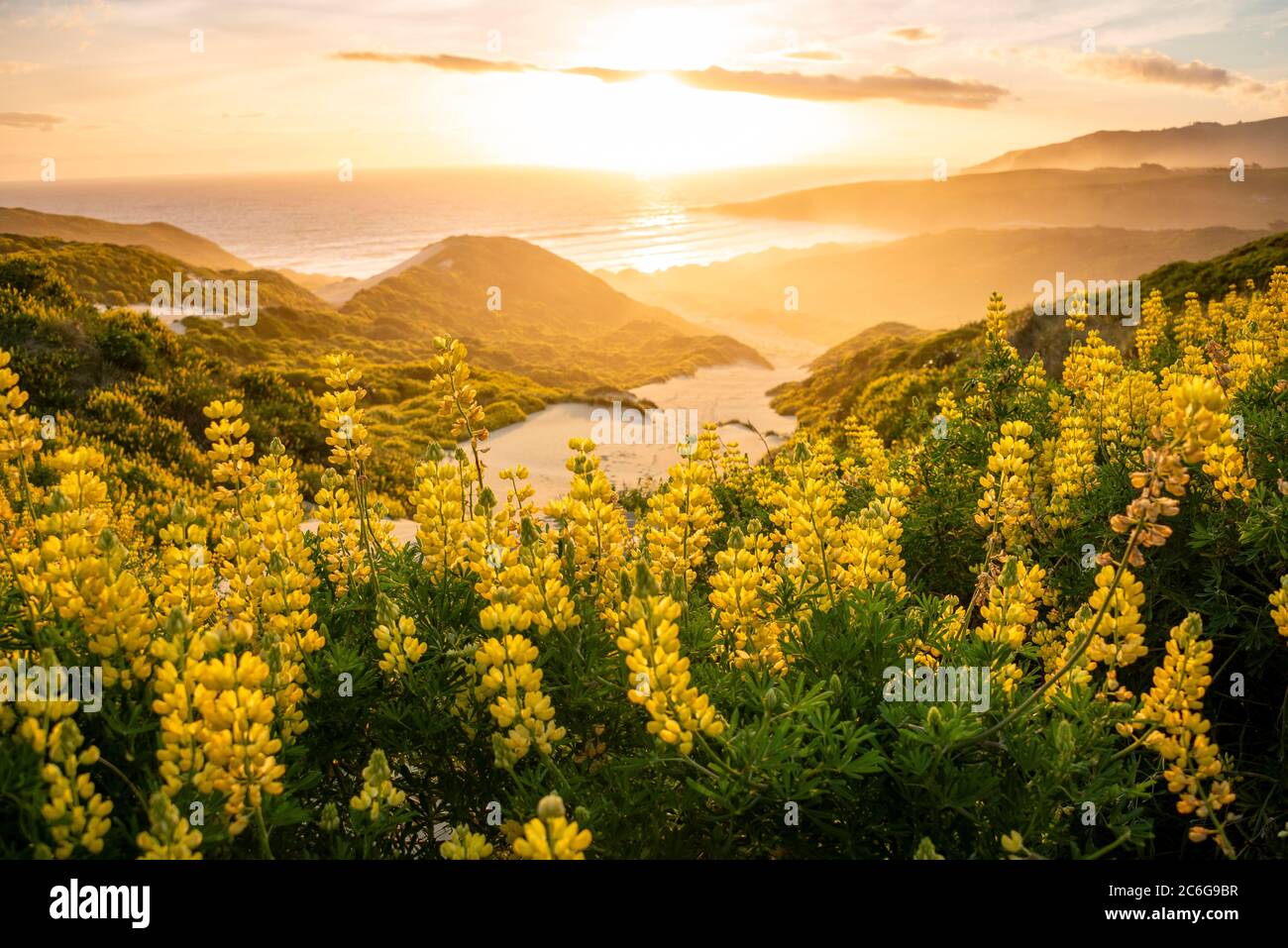 Sunset, Yellow Lupines (Lupinus luteus) on sand dunes, view of coast, Sandfly Bay, Dunedin, Otago Region, Otago Peninsula, Southland, New Zealand Stock Photo
