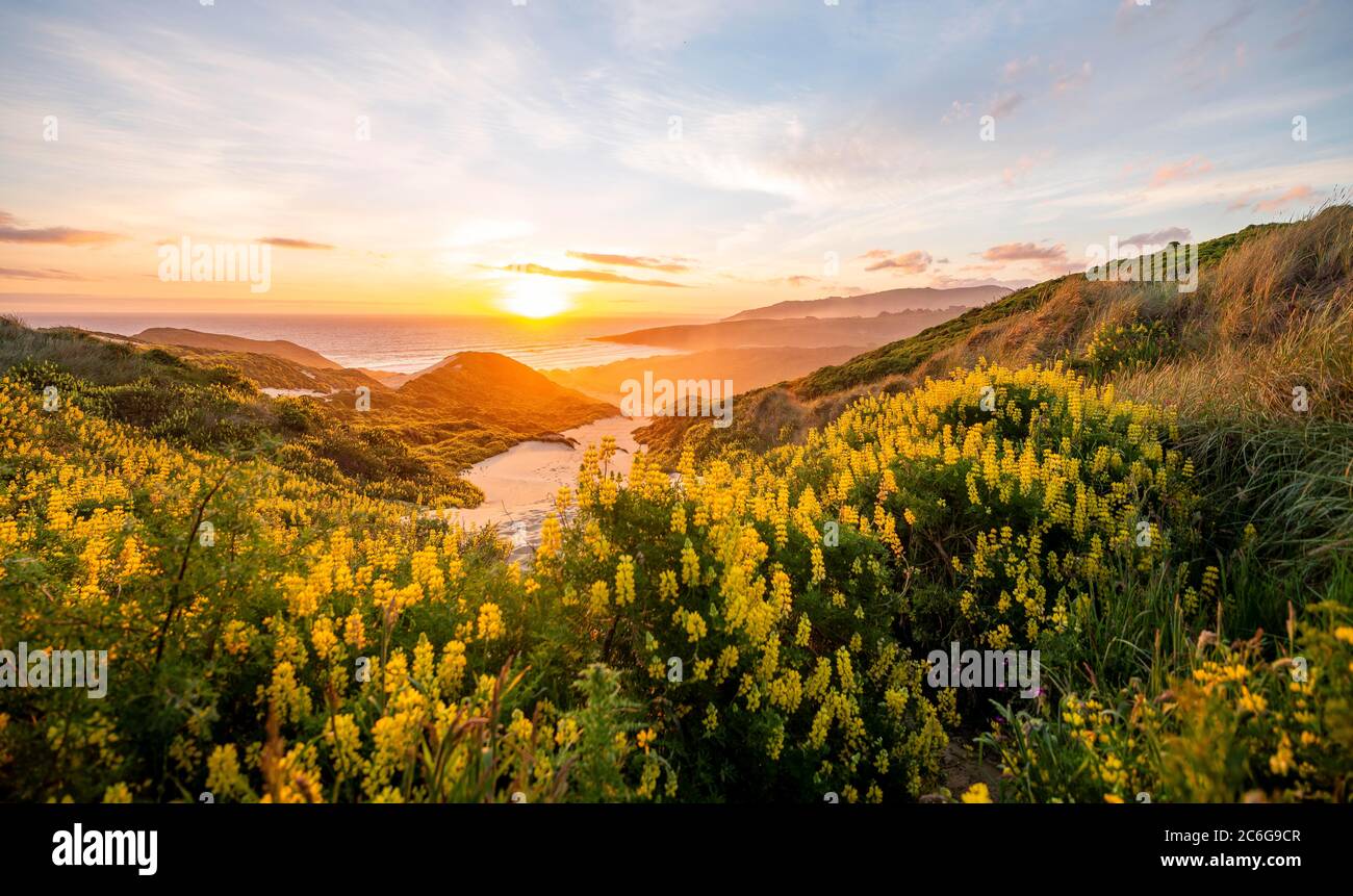 Sunset, Yellow Lupines (Lupinus luteus) on sand dunes, view of coast, Sandfly Bay, Dunedin, Otago Region, Otago Peninsula, Southland, New Zealand Stock Photo
