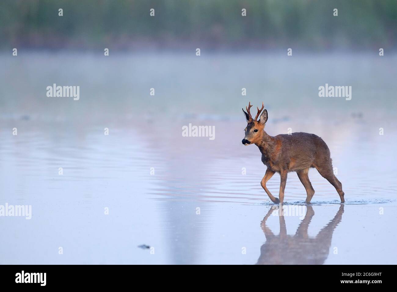 European roe deerbock (Capreolus capreolus) runs through shallow water, Lower Rhine, North Rhine-Westphalia, Germany Stock Photo