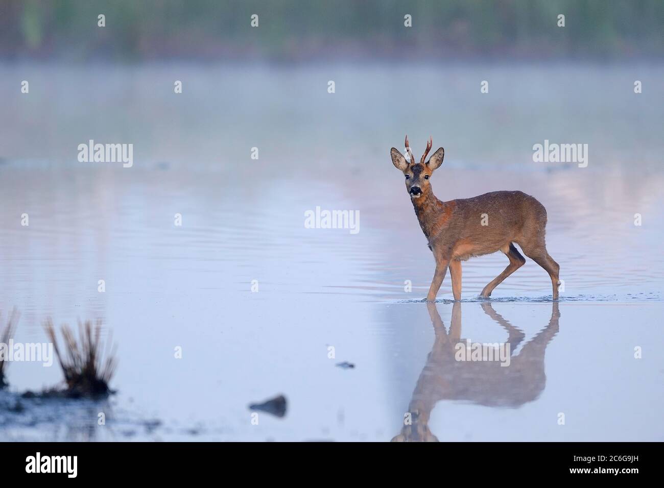 European roe deerbuck (Capreolus capreolus) stands in shallow water and is alert, Lower Rhine, North Rhine-Westphalia, Germany Stock Photo