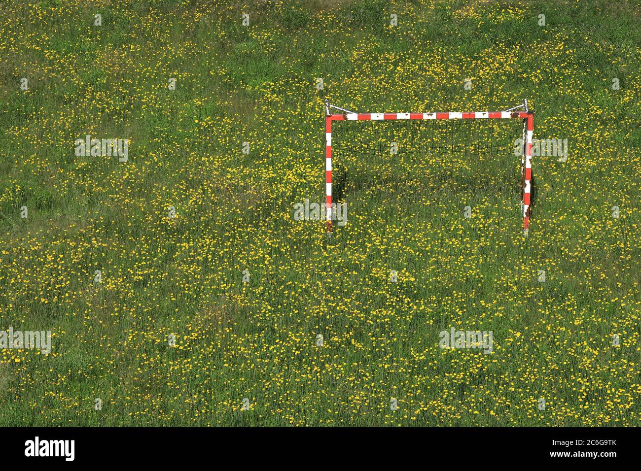 Meadow, dandelion, quarantine, abandoned football goal, Karlovy Vary, Czech Republic Stock Photo