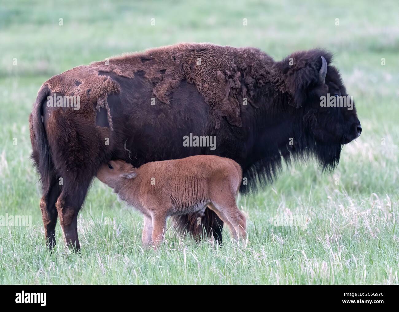 Bison with new born calf in Grand Teton National Park, Wyoming Stock ...