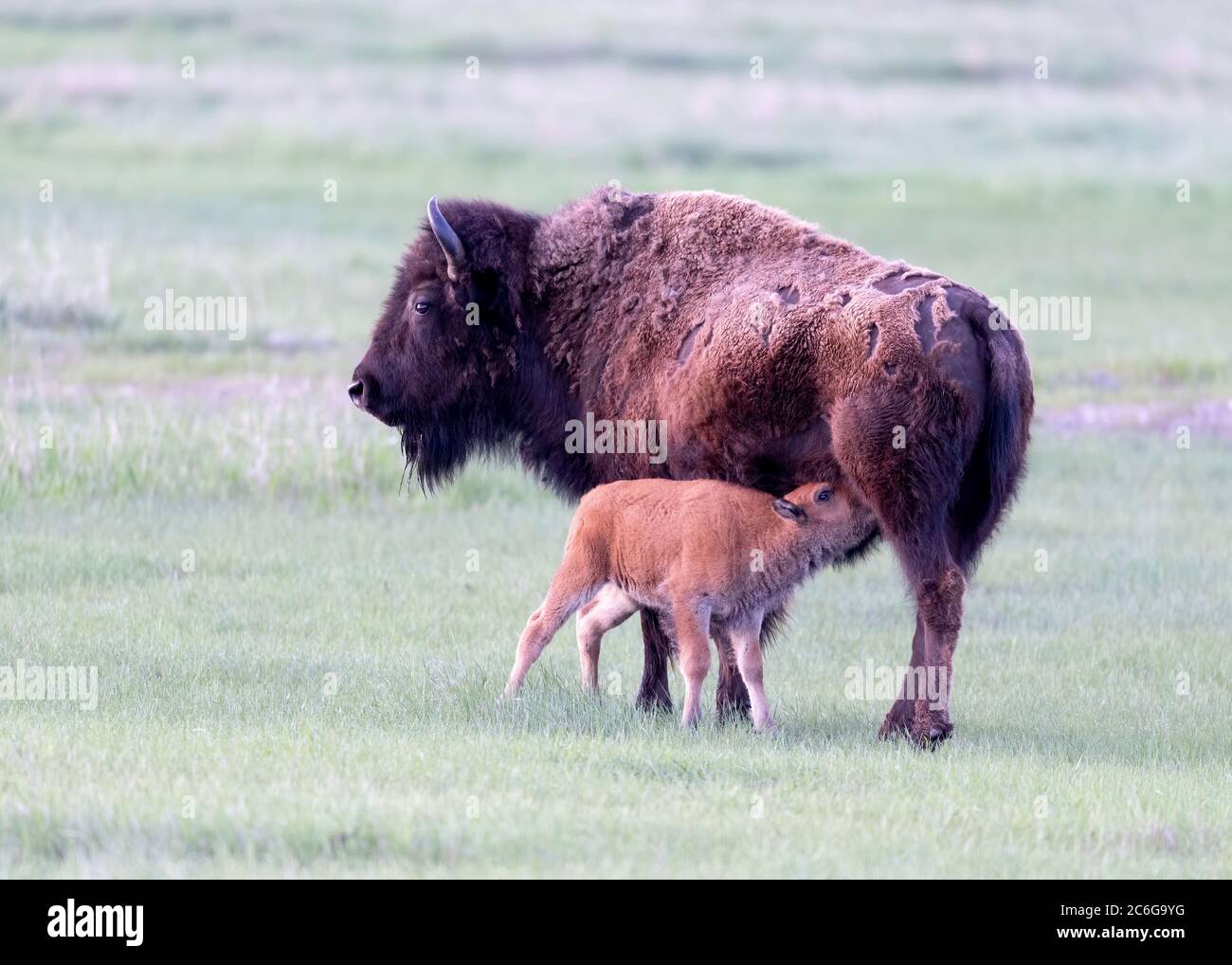 Bison with new born calf in Grand Teton National Park, Wyoming Stock ...