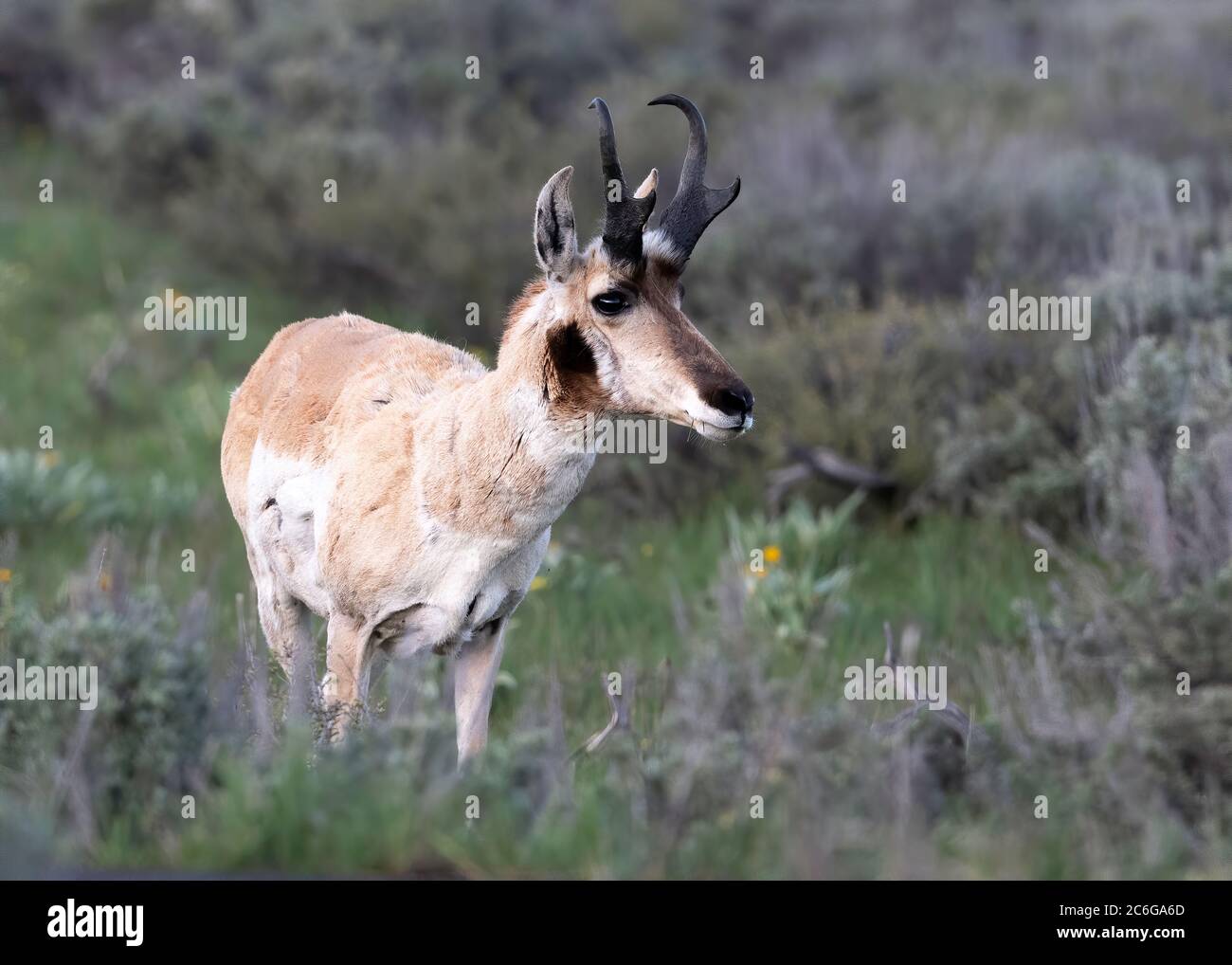 Pronghorn Antelope (Antilocapra americana), Grand Teton National Park, Wyoming, USA, North America Stock Photo